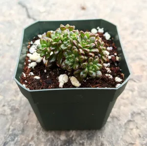 Aeonium Sedifolium