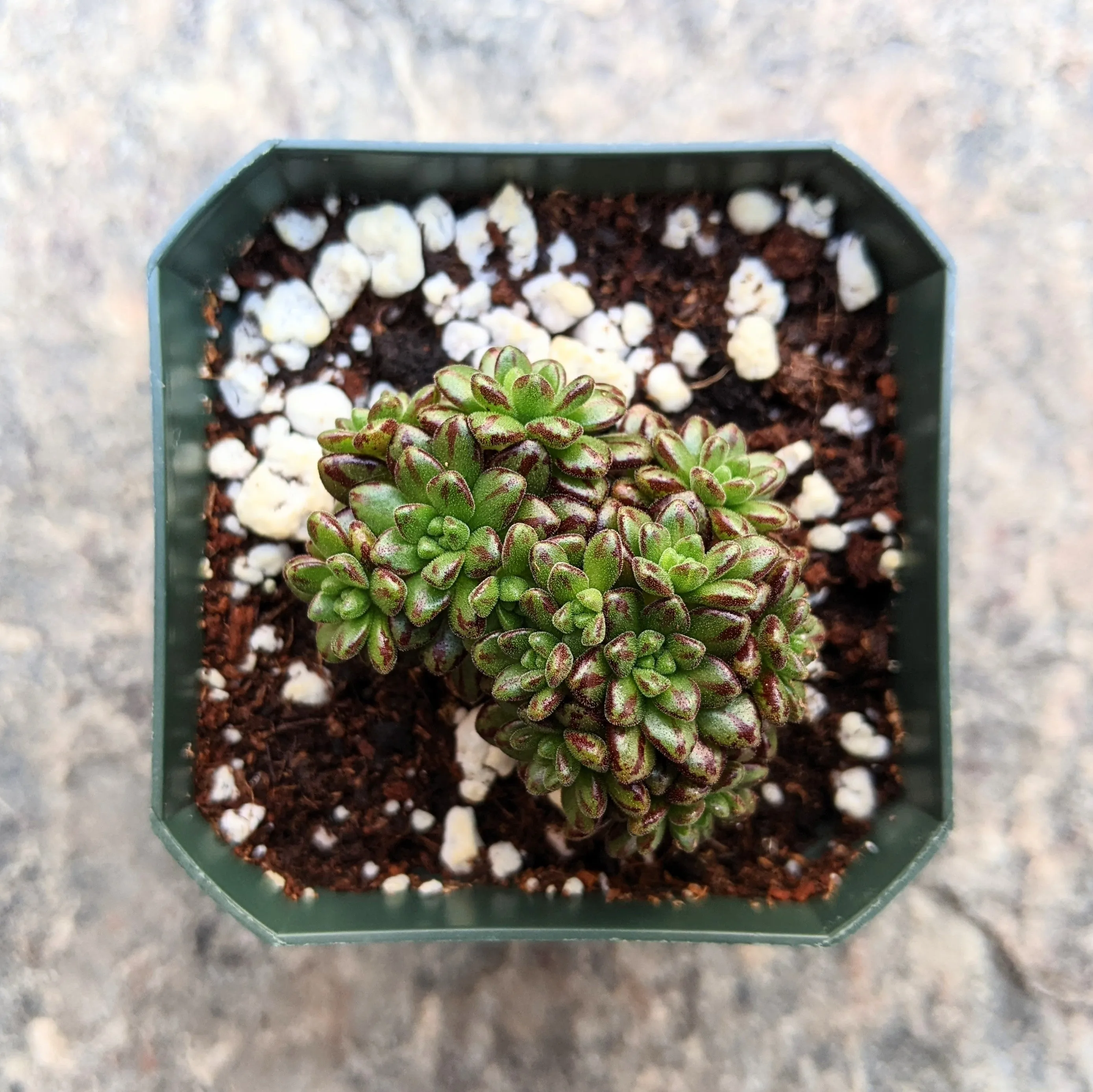 Aeonium Sedifolium
