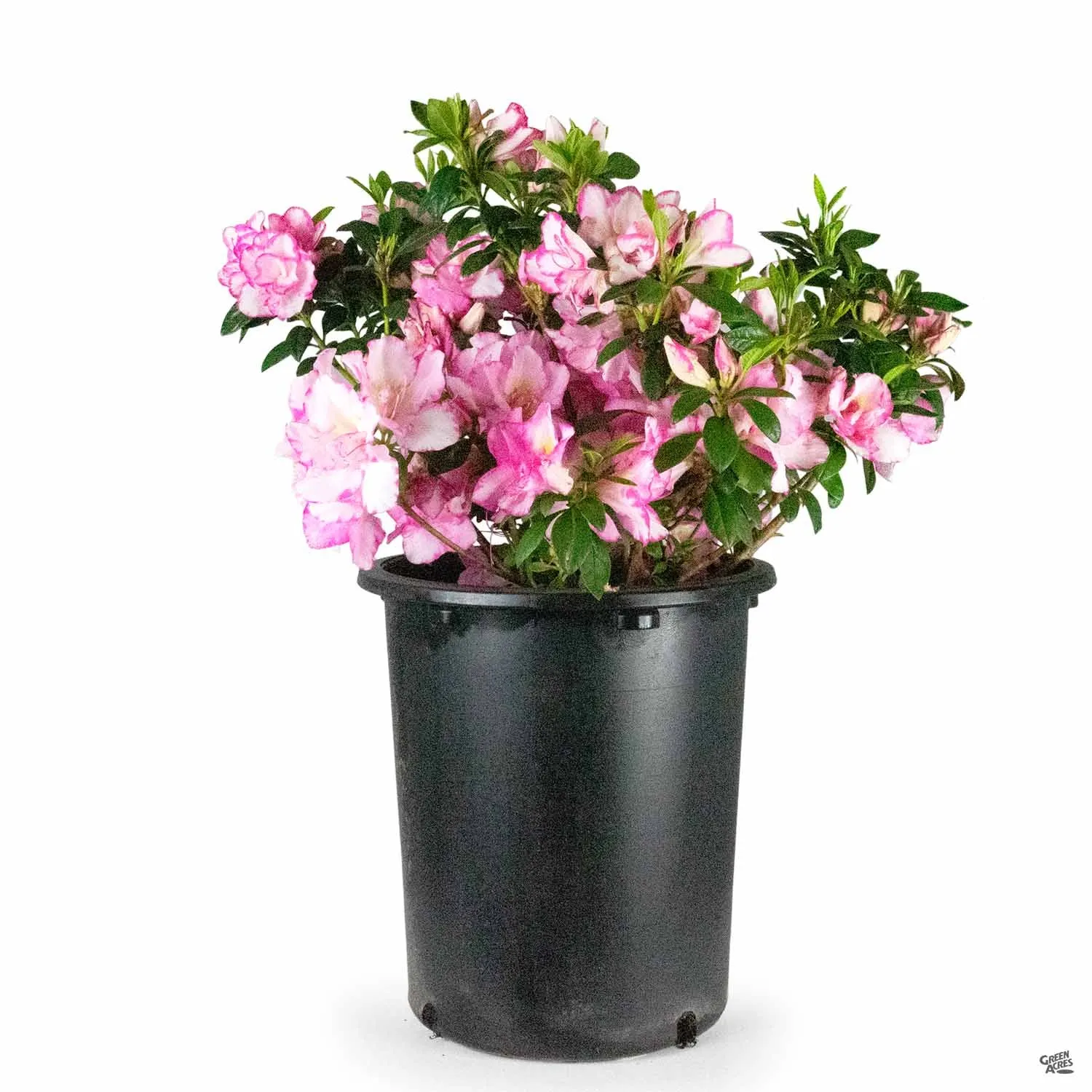 Azalea 'Haru No Hibiki'