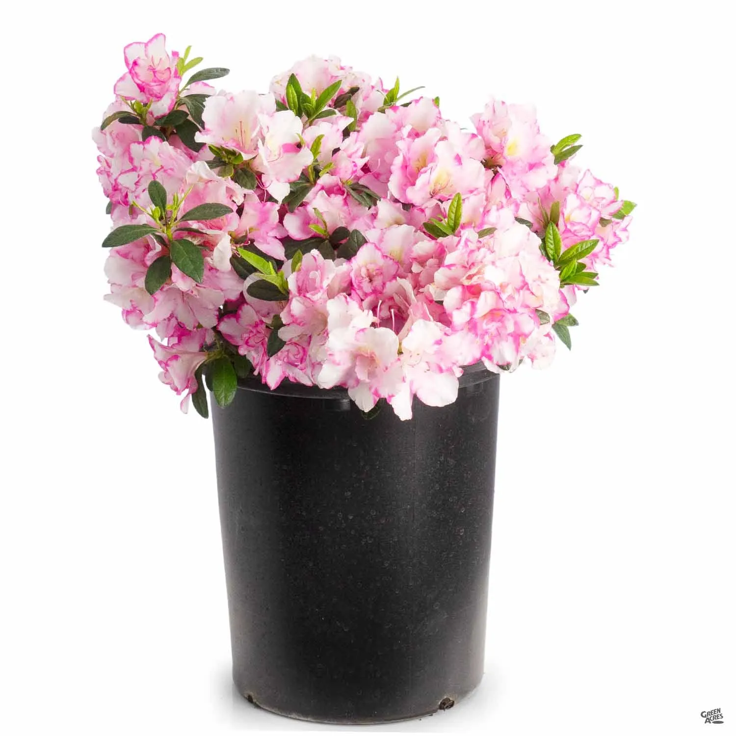 Azalea 'Haru No Hibiki'