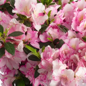 Azalea 'Haru No Hibiki'