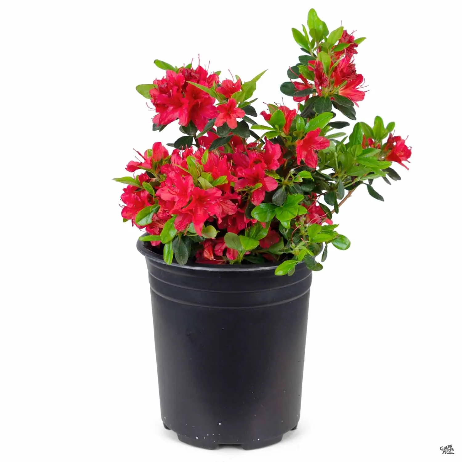 Azalea 'Hino Crimson'