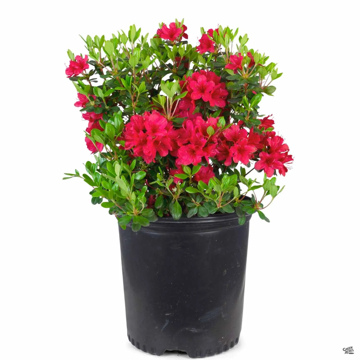 Azalea 'Hino Crimson'