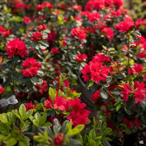 Azalea 'Hino Crimson'