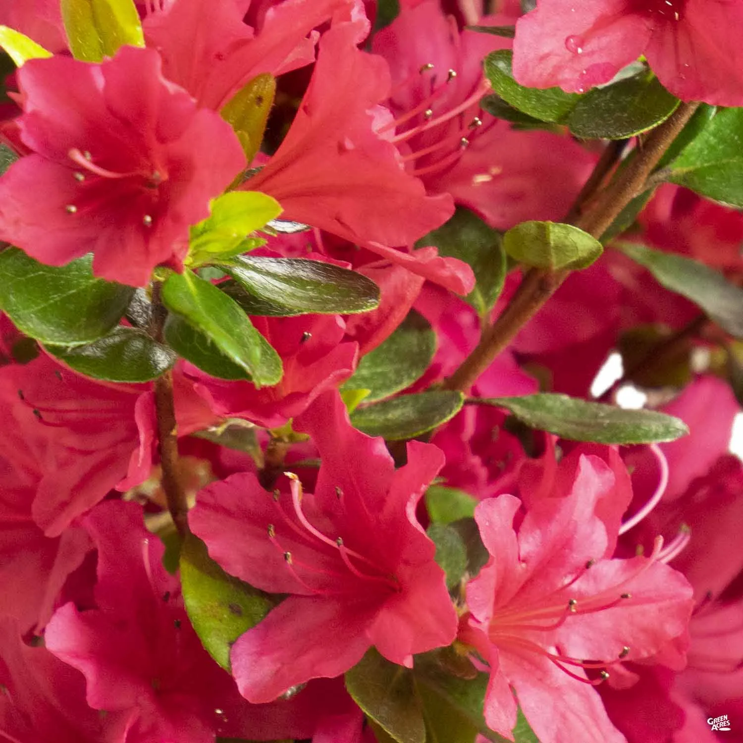 Azalea 'Hino Crimson'