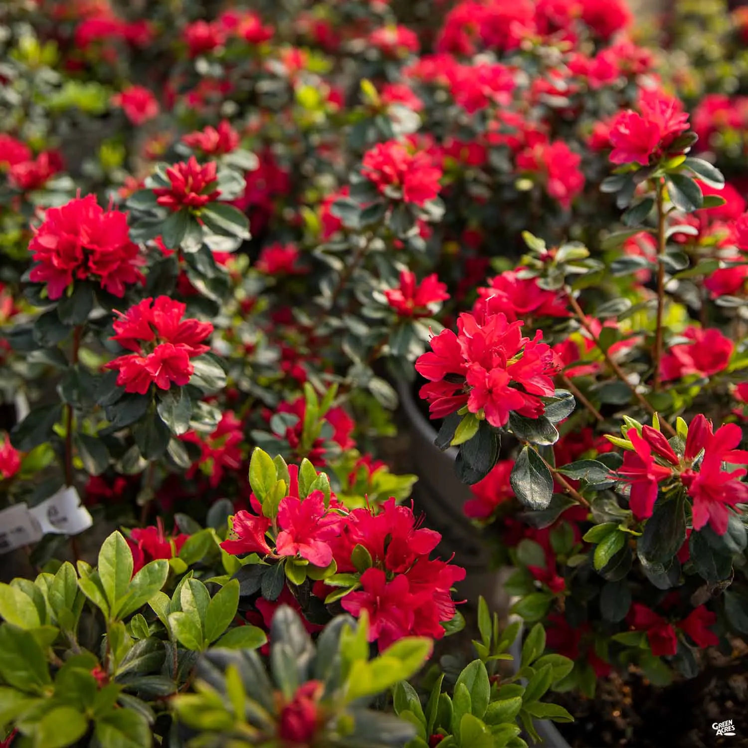 Azalea 'Hino Crimson'