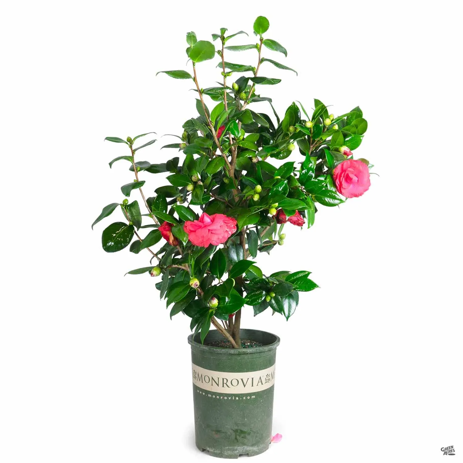 Camellia j. 'Nuccio's Bella Rossa' | Monrovia