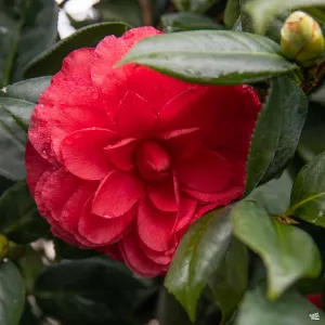 Camellia j. 'Nuccio's Bella Rossa' | Monrovia