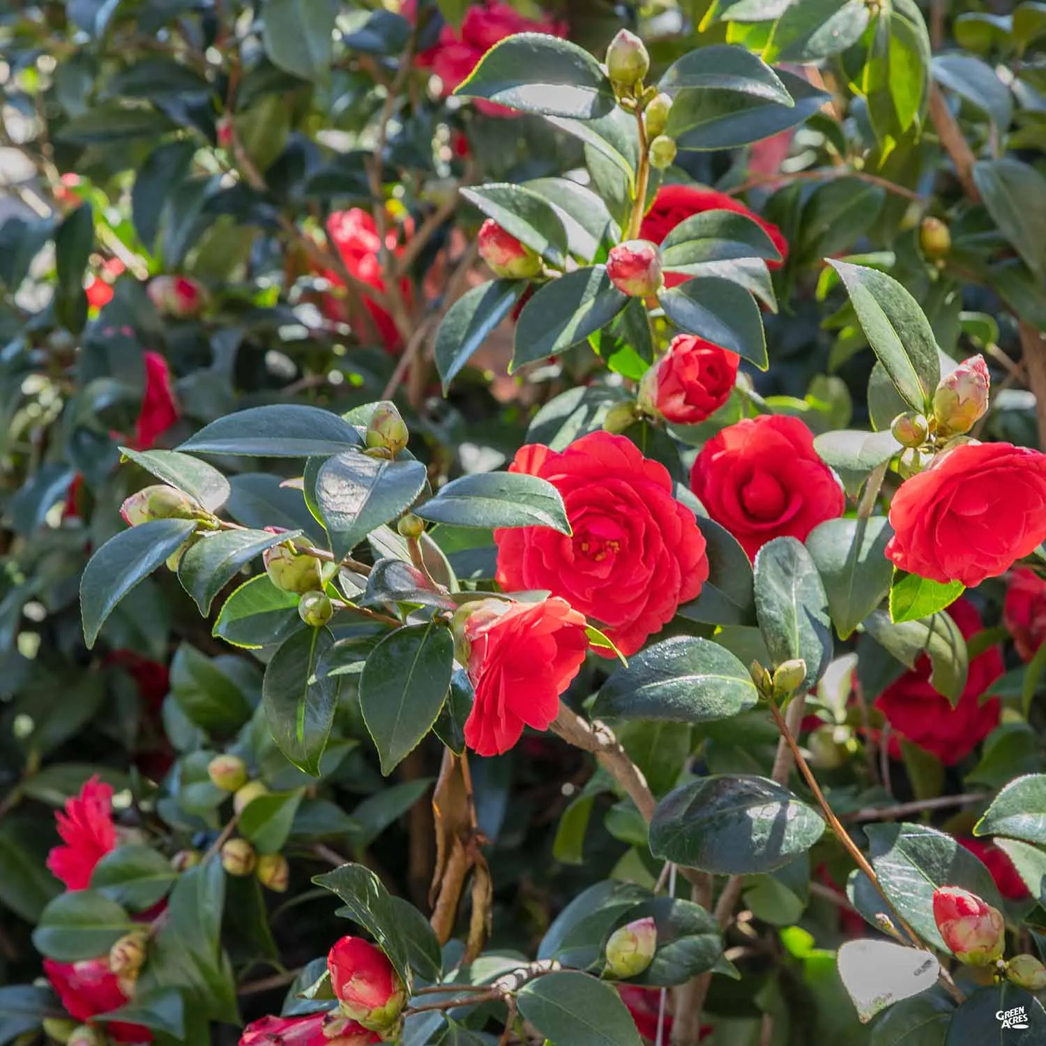 Camellia j. 'Nuccio's Bella Rossa' | Monrovia