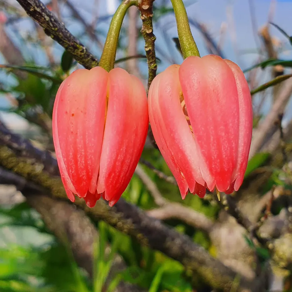 Chilean Lantern Tree (Crinodendron hookerianum)