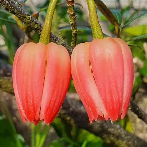 Chilean Lantern Tree (Crinodendron hookerianum)