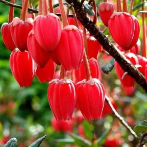 Crinodendron hookerianum