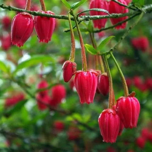 Crinodendron hookerianum