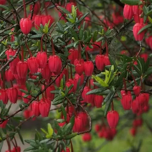 Crinodendron hookerianum