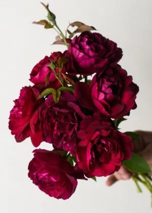 Darcey Bussell Rose Bare Root