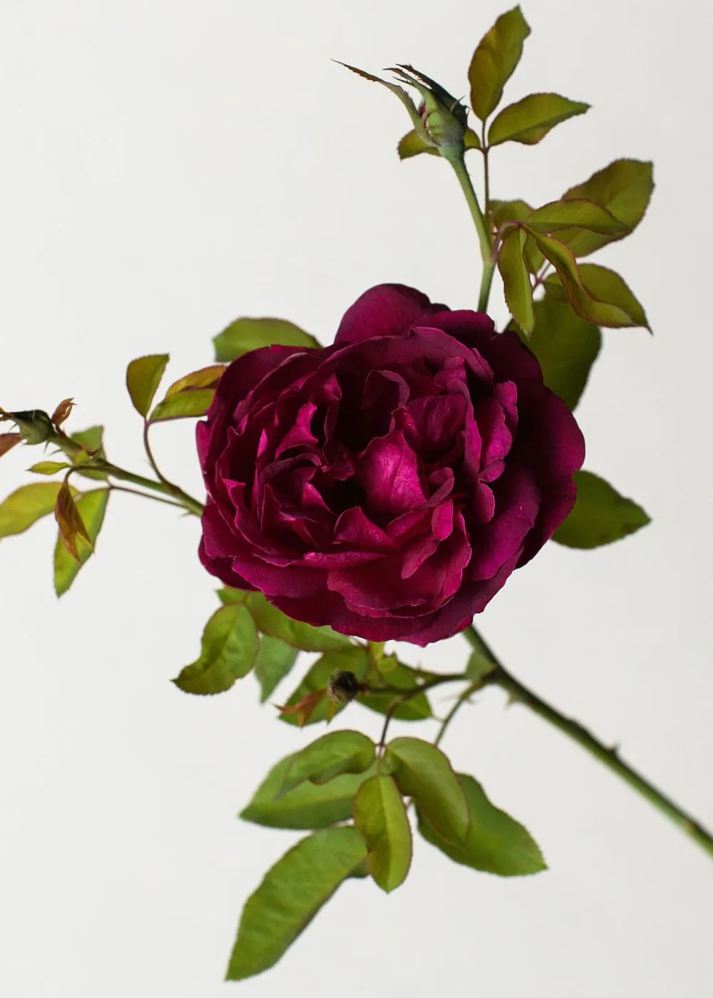 Darcey Bussell Rose Bare Root