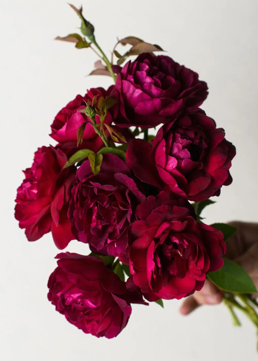 Darcey Bussell Rose Bare Root
