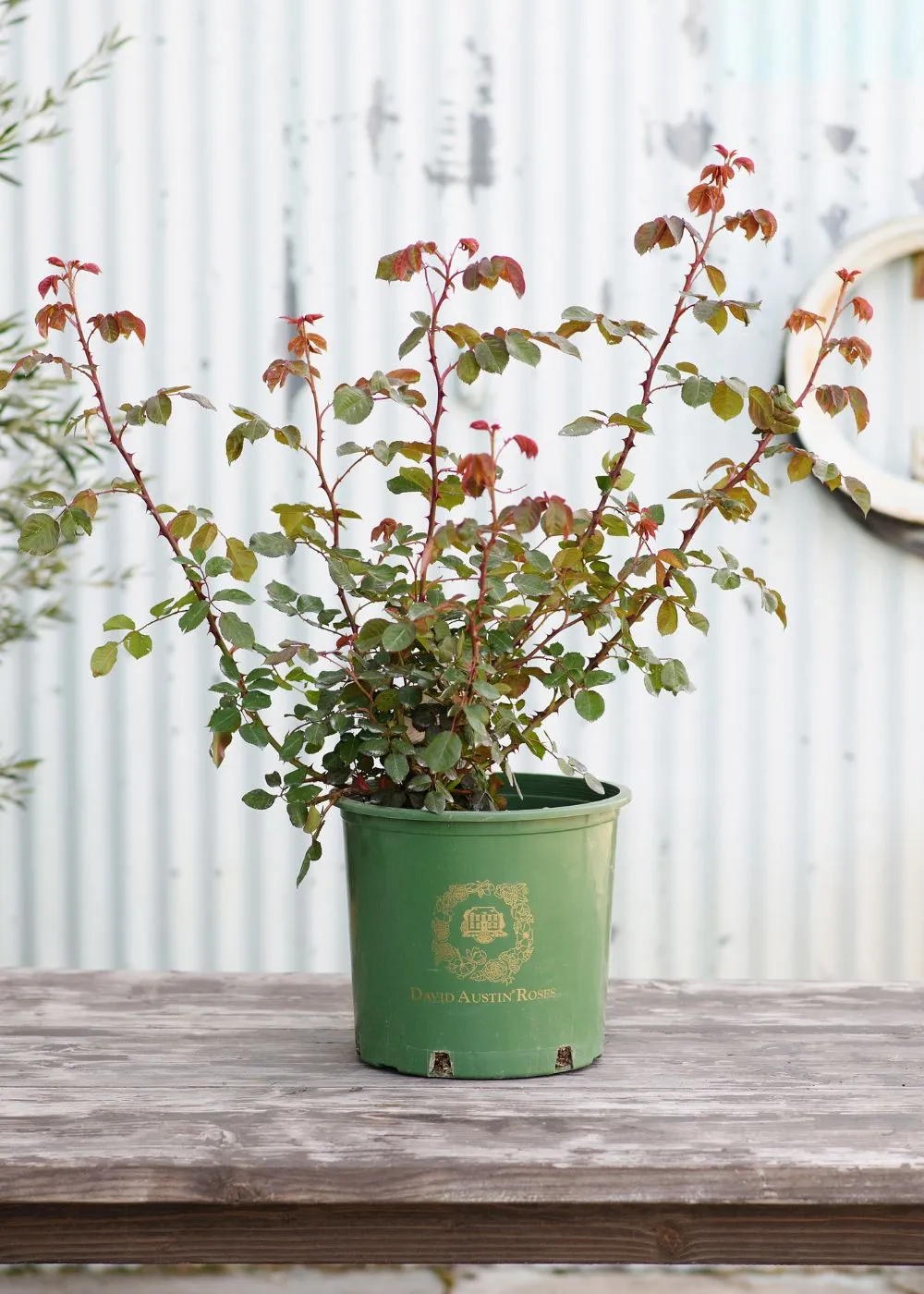 Darcey Bussell Rose Potted