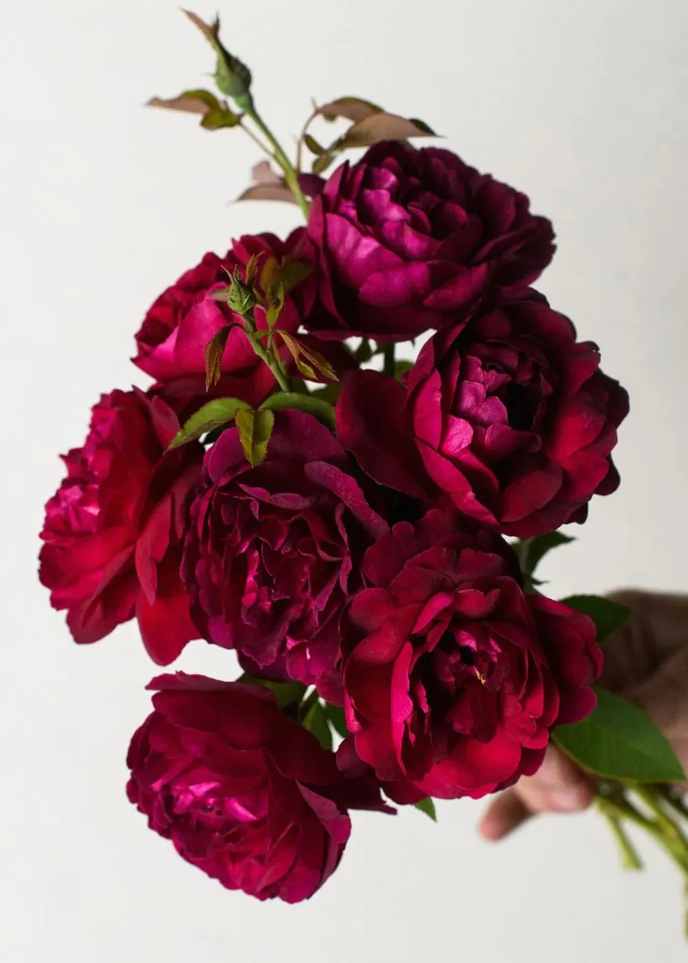 Darcey Bussell Rose Potted