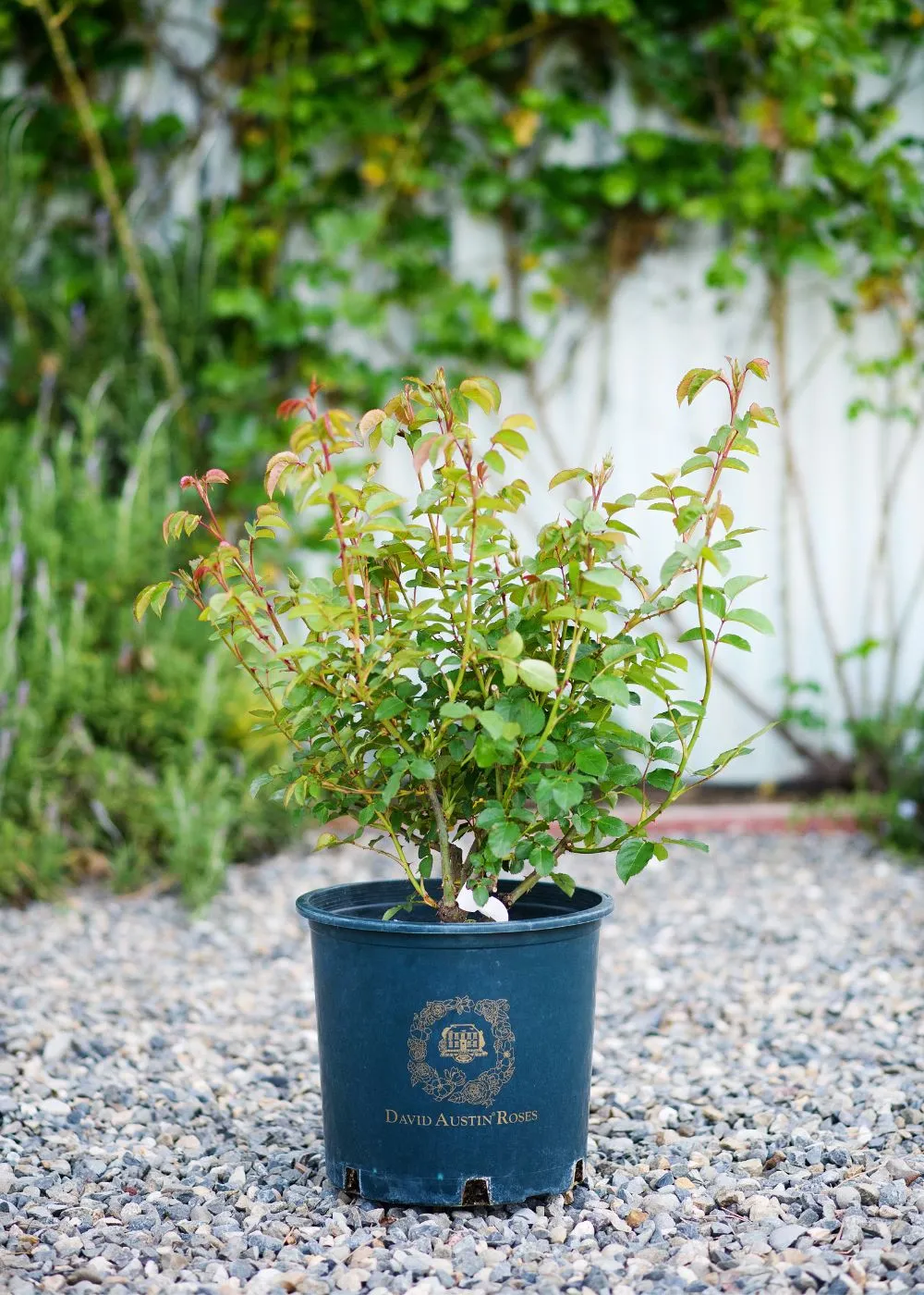 Darcey Bussell Rose Potted