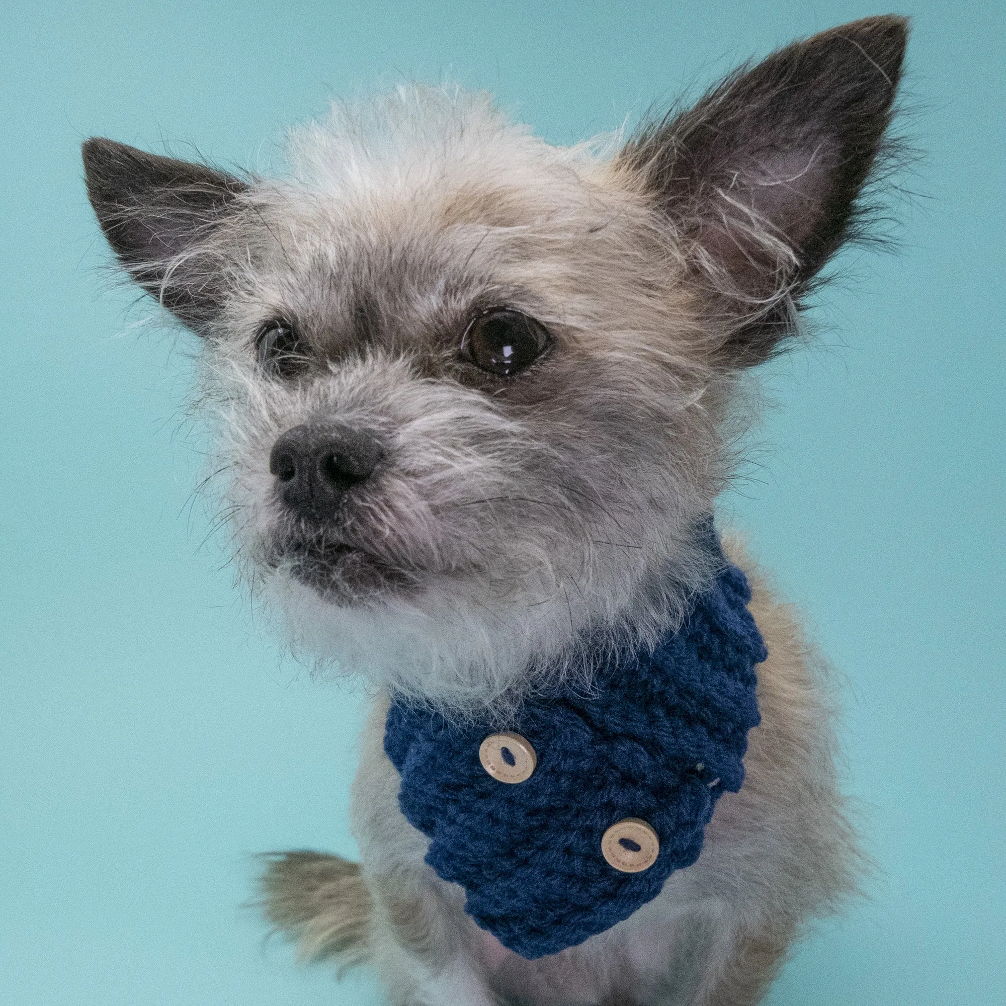 Matching Dog Cowl Scarf and Human Head Muff
