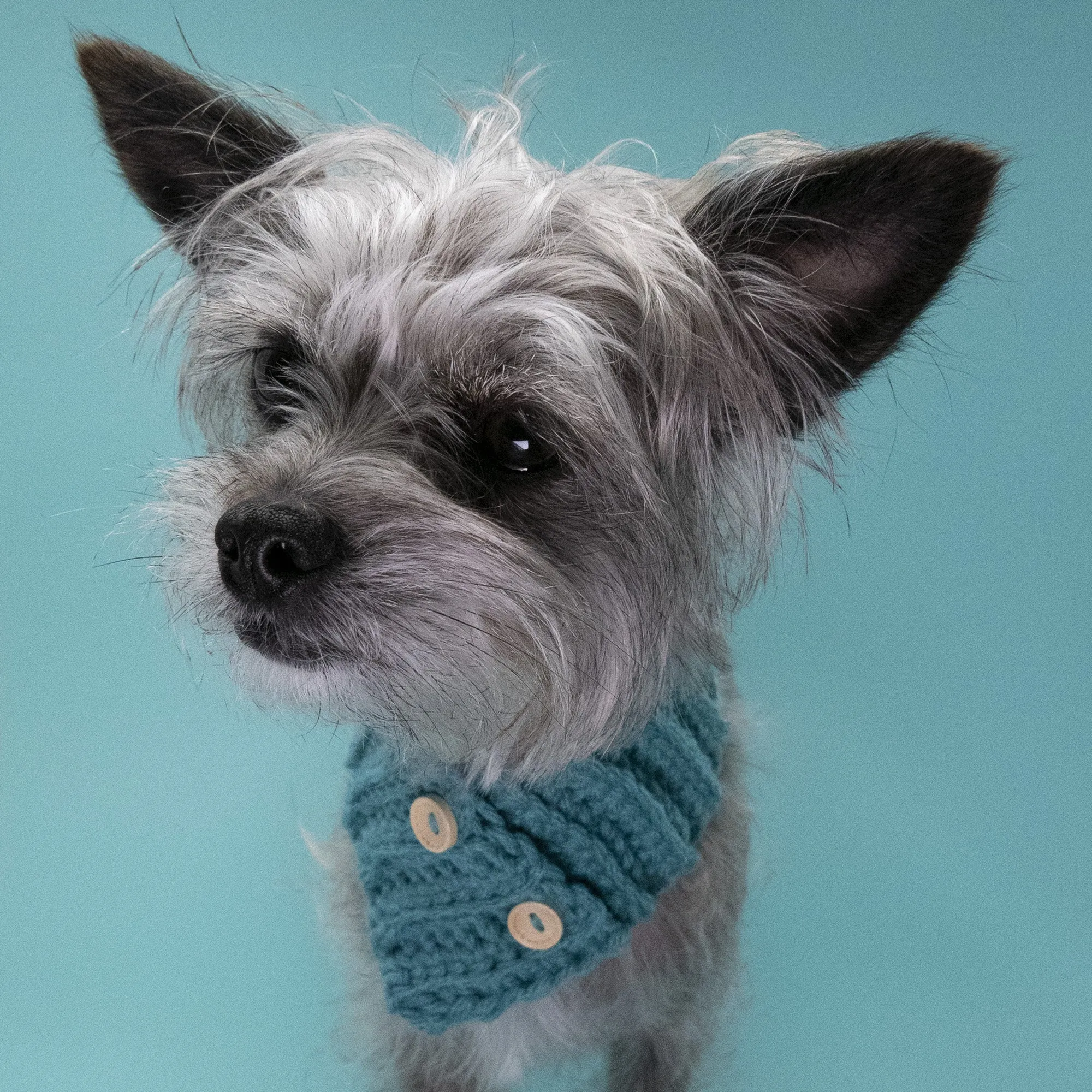 Matching Dog Cowl Scarf and Human Head Muff