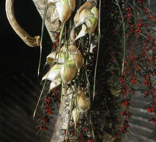 Primitive Gourd with Tea Light and Winter Christmas Greens Fabulous