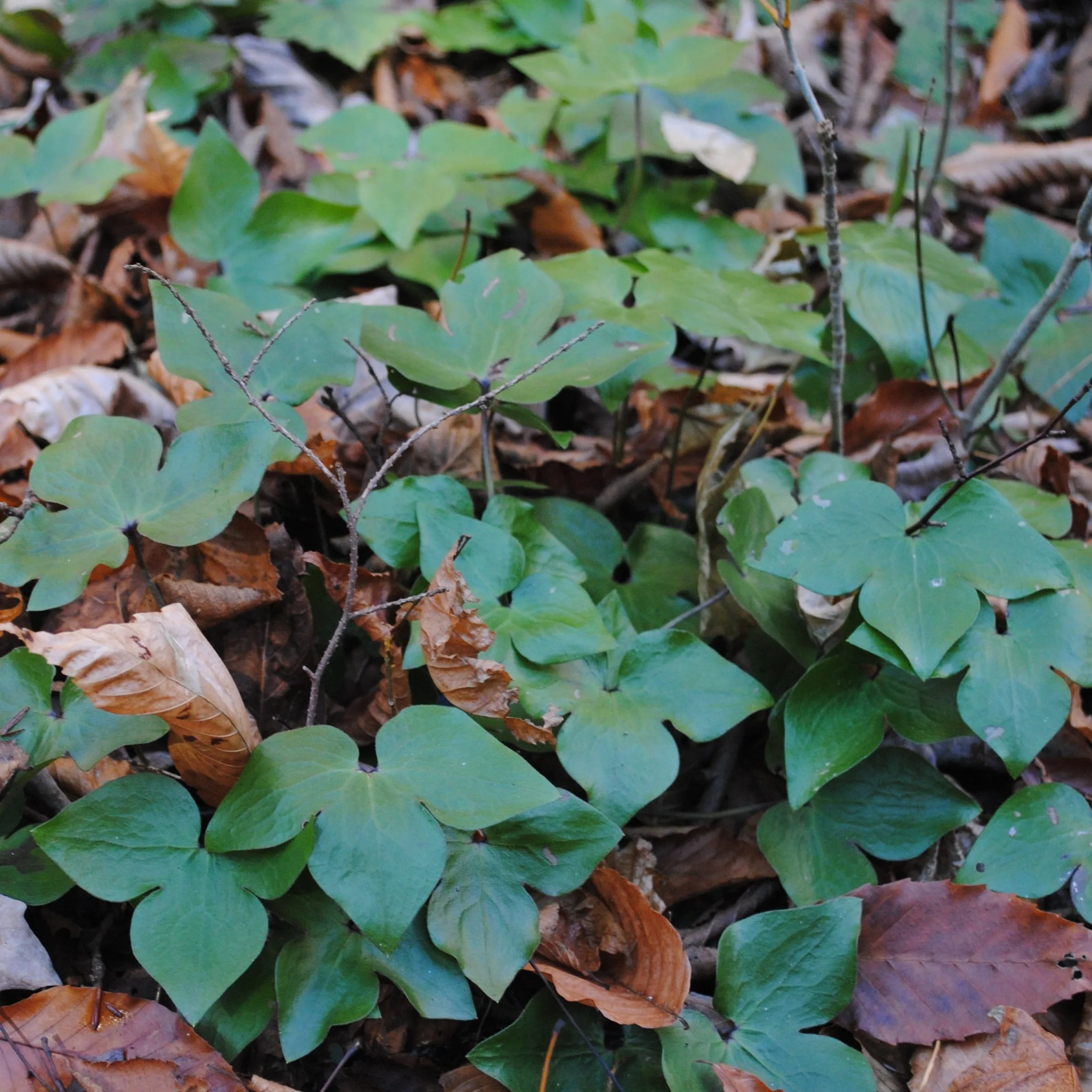Sharp-lobed Hepatica - Hepatica acutiloba