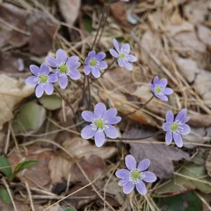 Sharp-lobed Hepatica - Hepatica acutiloba