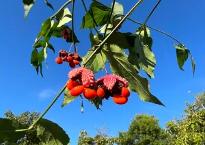 Strawberry Bush Euonymus americanus 20 Seeds  USA Company