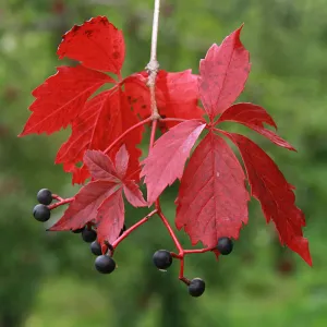 Virginia Creeper Parthenocissus quinquefolia 100 Seeds  USA Company