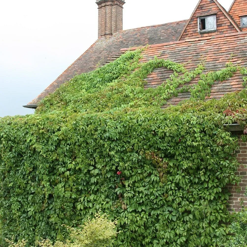 Virginia Creeper Parthenocissus quinquefolia 100 Seeds  USA Company