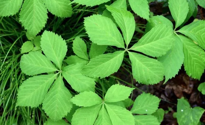 Virginia Creeper Parthenocissus quinquefolia 100 Seeds  USA Company