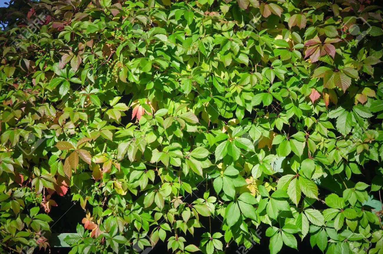 Virginia Creeper Parthenocissus quinquefolia 100 Seeds  USA Company