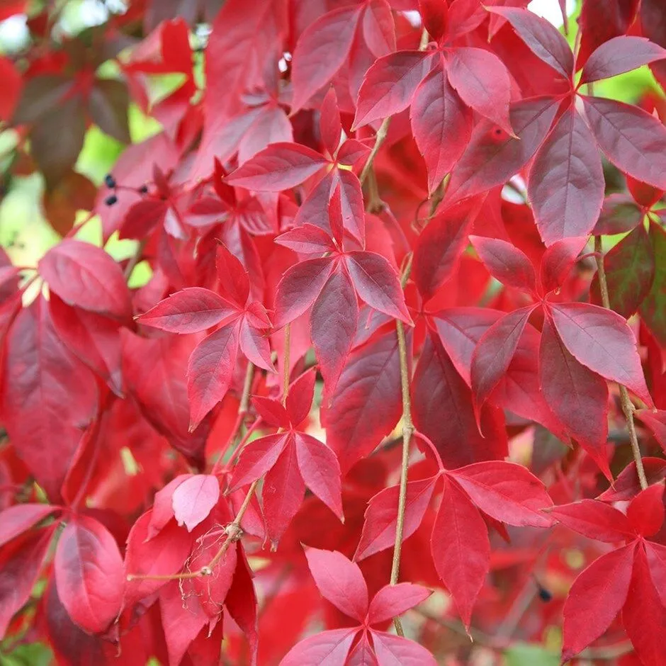 Virginia Creeper Parthenocissus quinquefolia 100 Seeds  USA Company