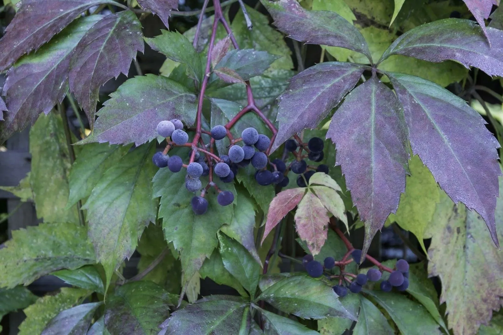 Virginia Creeper Parthenocissus quinquefolia 100 Seeds  USA Company